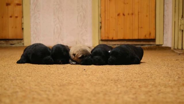 видео щенков 008 смотреть онлайн