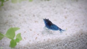 Голубая мечта аквариумиста – креветка Блю Дрим
