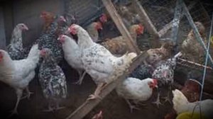 Как построить зимний курятник своими руками на 20 кур