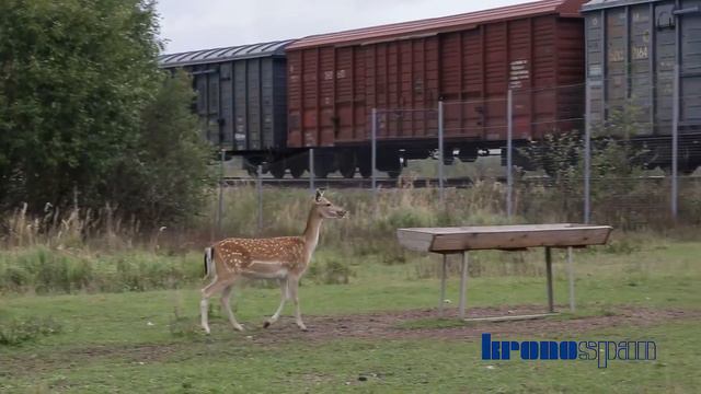 Лани на Кроношпане. Экоферма Тетериных, дети и лани смотреть онлайн