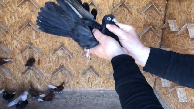 Николаевские голуби. Заселение молодых 2021 смотреть онлайн