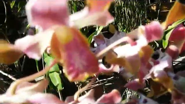 Dendrobium orchid - hybrid - dendrobium curly - twisted petals смотреть онлайн