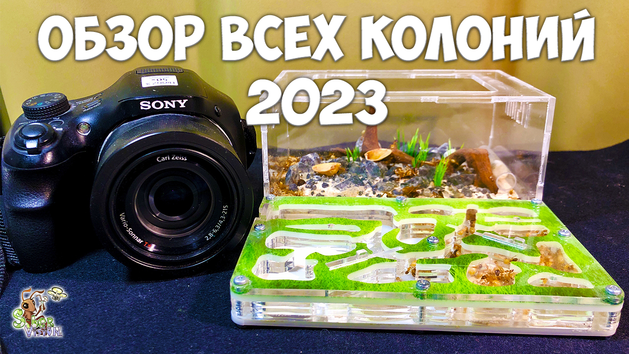 Обзор всех колоний ● Муравьиные новости 2023 смотреть онлайн