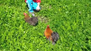 Подробный обзор Карликового кохинхина