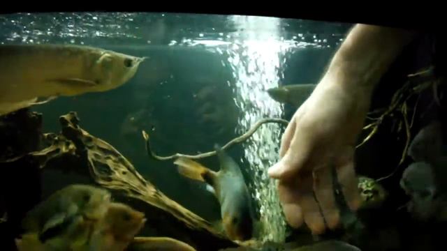 кормим вьех 600 литров смотреть онлайн