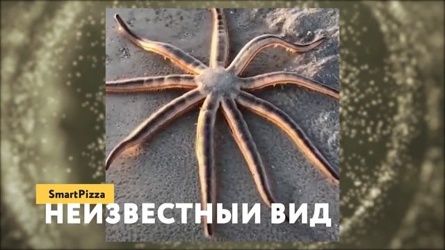 Самые Странные Животные, Обнаруженные в Чернобыле смотреть онлайн