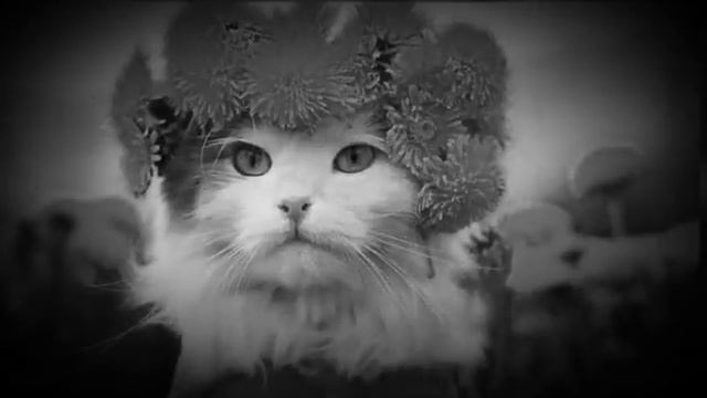 София Соня смотреть онлайн