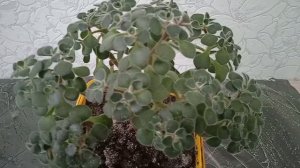 Уход в комнатных условиях за деревом любви Аихризон