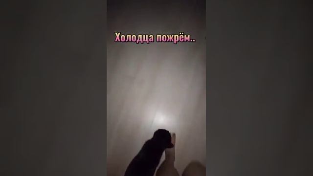 Выйду ночью вместе с котом смотреть онлайн