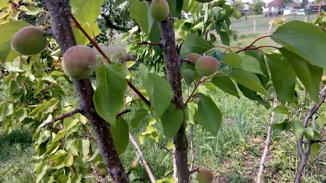 Пригибание Абрикос Формирование кроны пригибание Обзор пригибания молодого абрикос смотреть онлайн