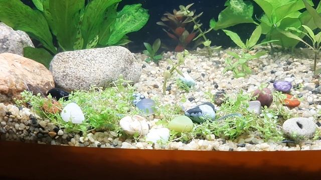 Запуск аквариума-травника на 60 литров смотреть онлайн