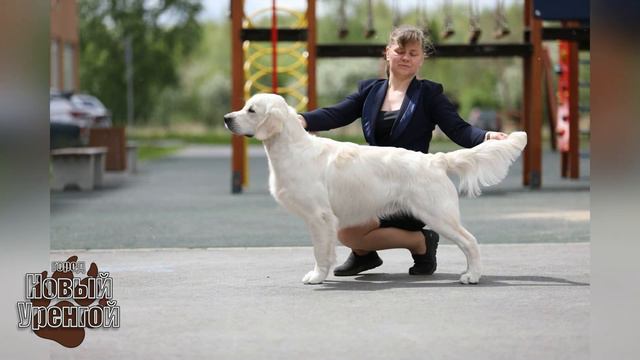 Юный Чемпион Голден Арчи