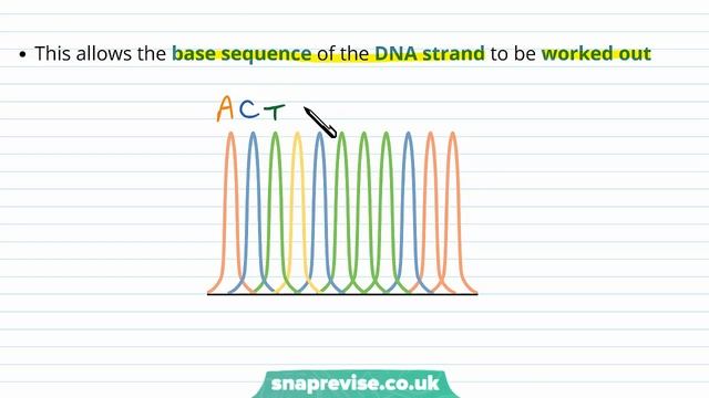 DNA Technology: Seuqecing & the Human Genome Project | A-level Biology | OCR, AQA, Edexcel смотреть онлайн