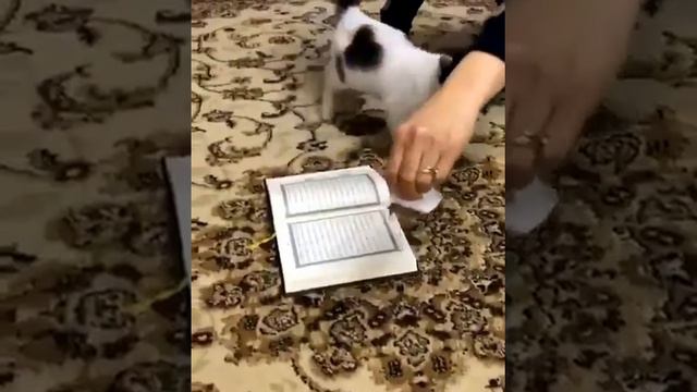 кот не наступает на Коран смотреть онлайн