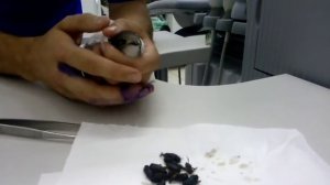Нашли птенца стрижа. Что делать?Чем кормить птенца? Часть 1
