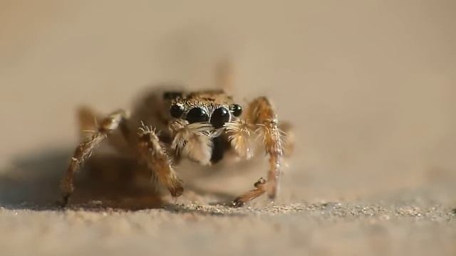Panasonic Lumix Fz100 + Raynox DCR 250 - Super Macro Spider