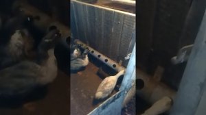 Поилки для уток