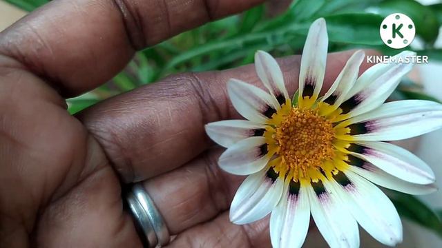 Gazania flower plant part2 смотреть онлайн