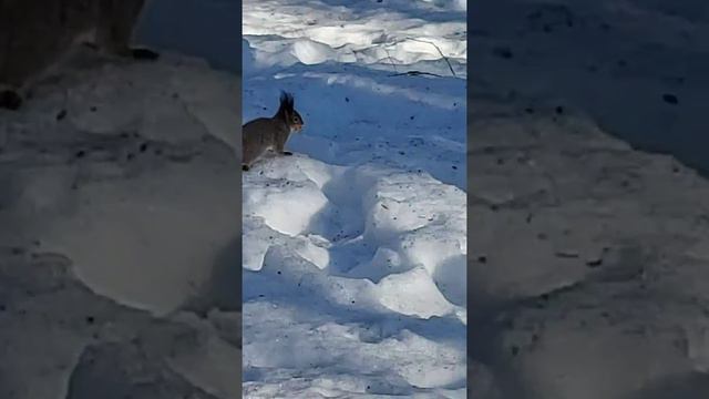 #весна#сокольники смотреть онлайн