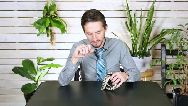 Western Hognose, The Best Pet Snake?