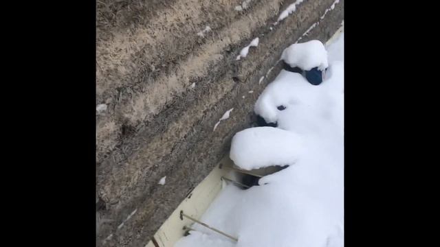 Монолитный арболит , разница между щепой и стружкой, смотреть онлайн