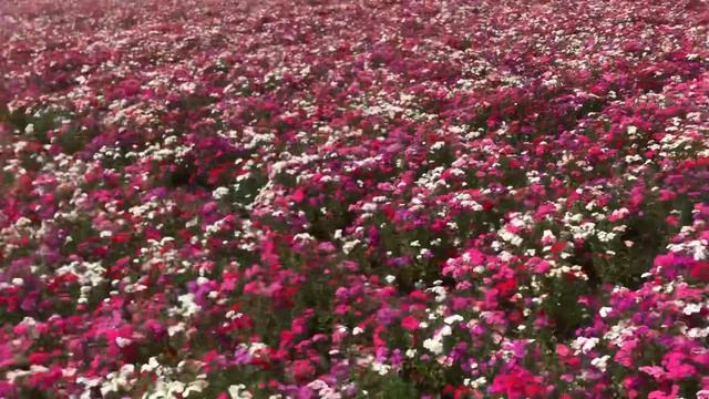 #biocarveseeds #phlox #flowerfield #flower #punjab #flowerseeds смотреть онлайн