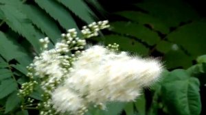 Увеличение объема груди   Настрой академика Сытина Г.Н.