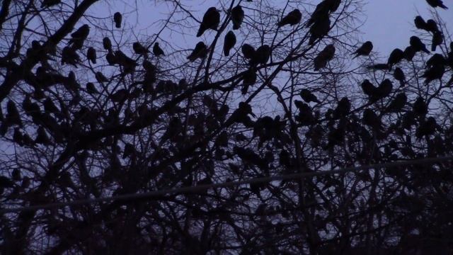Обычная зима на Кубани. смотреть онлайн