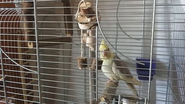 попугай и игрушка. смотреть онлайн