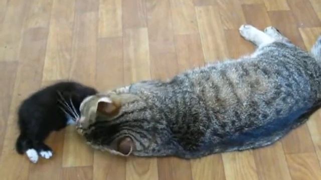 Первые уроки воспитания кот Кеша воспитывает приёмного сын Маркизикаа смотреть онлайн