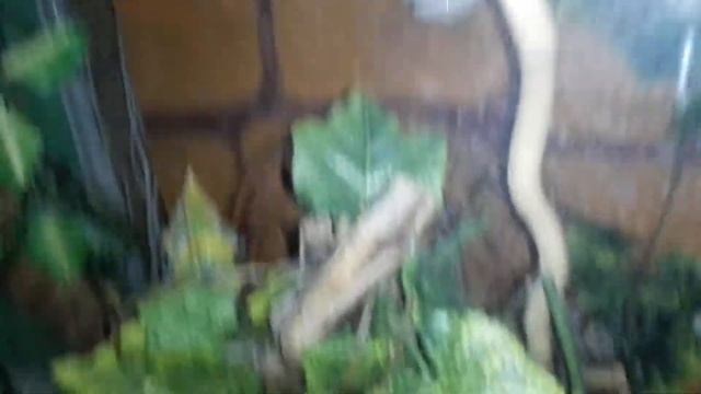 Как спят мои хамелеоны смотреть онлайн