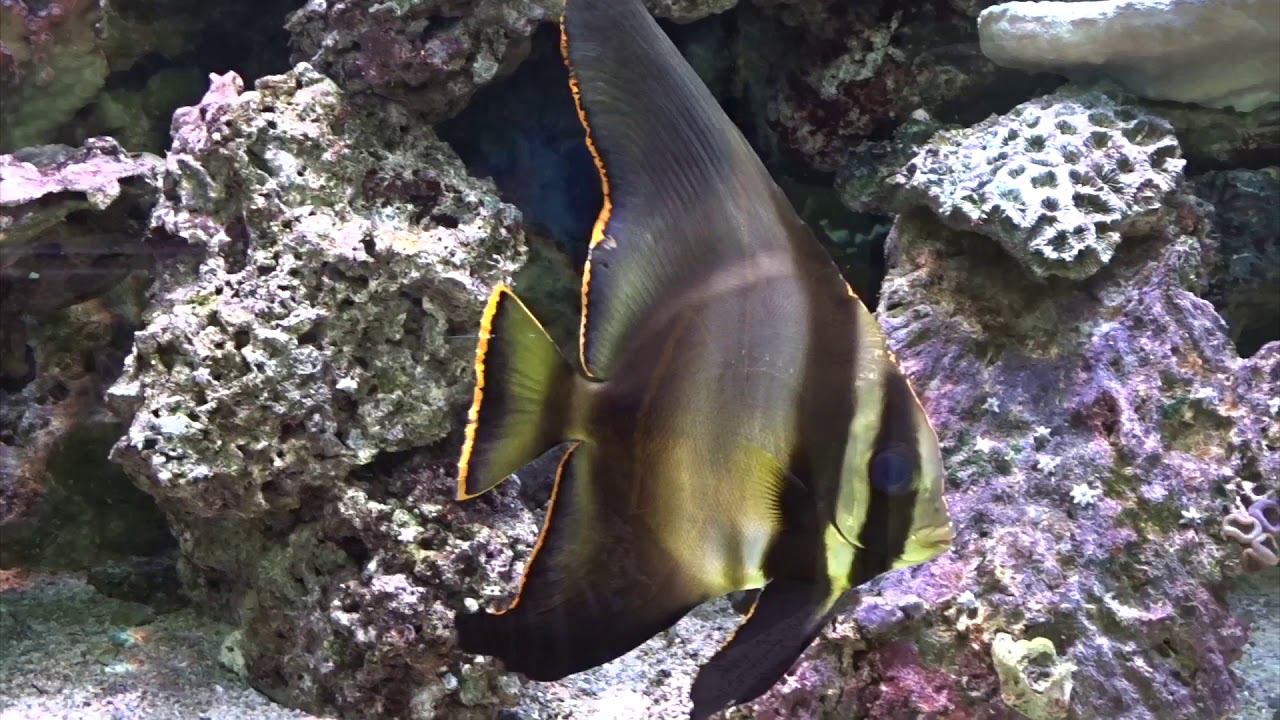 Платакс нетопырь смотреть онлайн