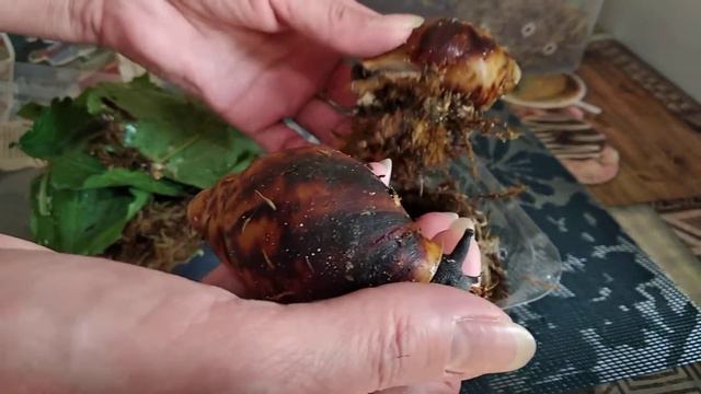 Пополнение коллекции. смотреть онлайн