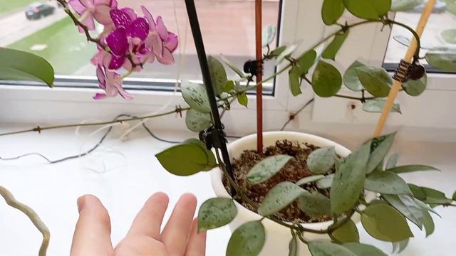 Окошко на кухне преобразилось Обзор красоты 🌸 смотреть онлайн