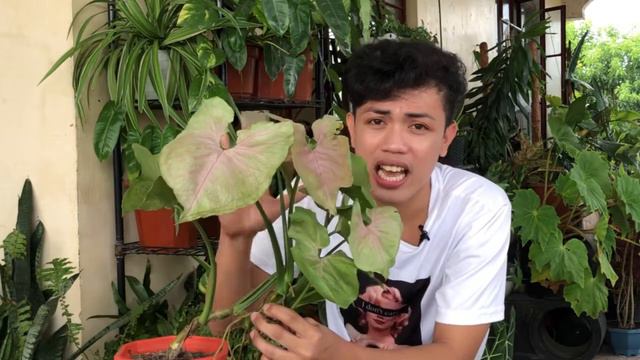 10 FACTS ABOUT SYNGONIUM PINK ALLUSION | Syngonium Podophyllum Nepthysis