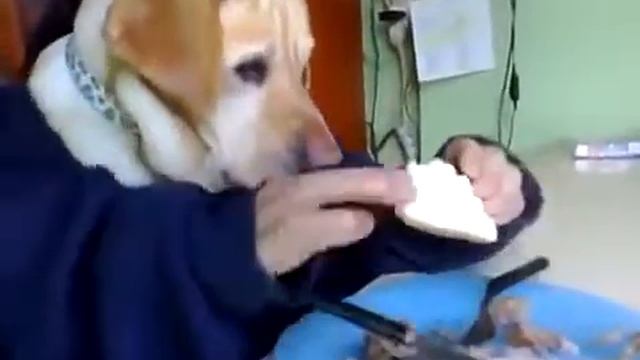 Пес кушает с помощью ножа и вилки. смотреть онлайн