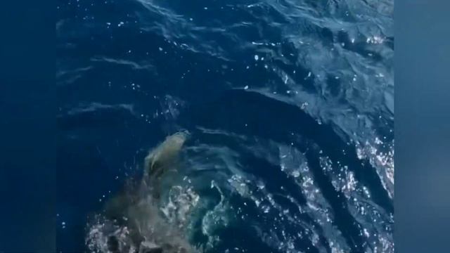 Tiger shark tries to attack diver in scary viral video смотреть онлайн