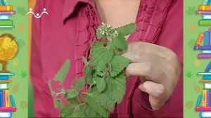 Школа Шишкиного Леса. Природоведение. Ароматные травы