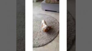 MREVIATAR TIKTOK COMPILATION CHIHUAHUA | Niki the angry chihuahua dog | #chihuahua #mreviatar
