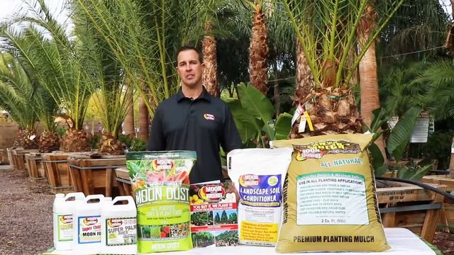 The Ultimate Palm Tree Guide: Design & Care смотреть онлайн