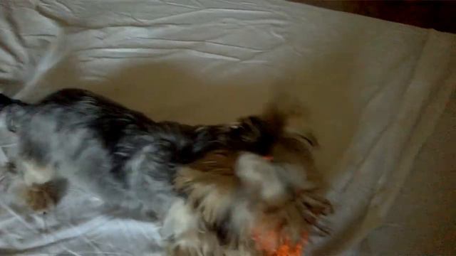 йоркширский терьер играет