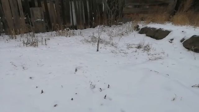 Что посадим в декабре чтобы получить вкусный подарок на 8 марта? смотреть онлайн