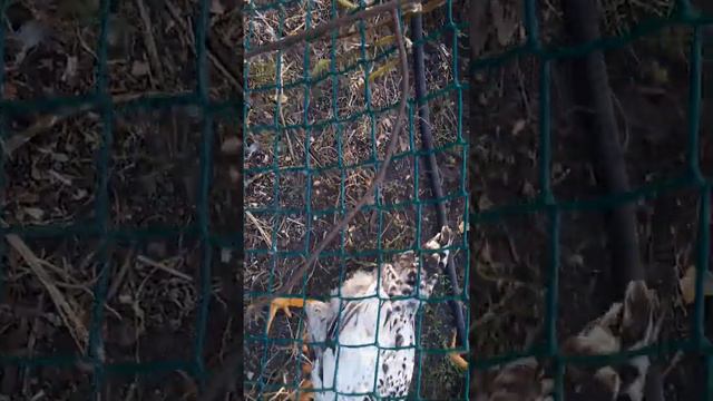 хотят отрезать голову смотреть онлайн