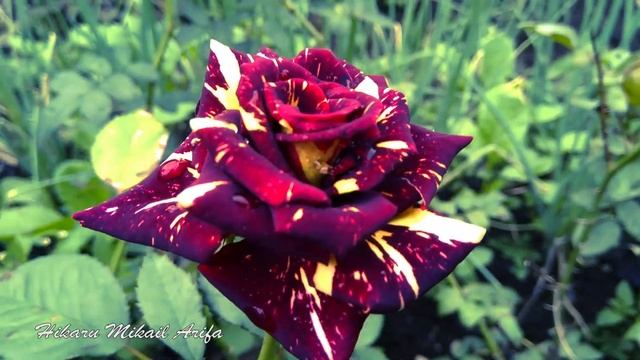 Mawar Batik - Mawar Candy Merah - Red Candy Rose