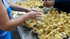 Вывод утят. Режимы инкубации утиного яйца.