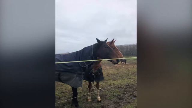 7. Эстония.Спасают их там и лечат!!!#жизньвэстонии #novatinafilm #vlog смотреть онлайн