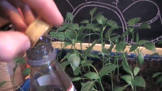 Как правильно удобрять перцы. Сад и огород выпуск 137 смотреть онлайн