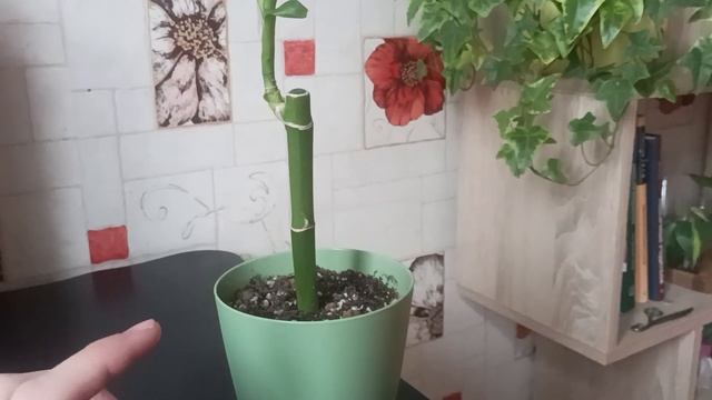 Лаки Бамбук - растение приносящее удачу. А правда ли это бамбук? смотреть онлайн