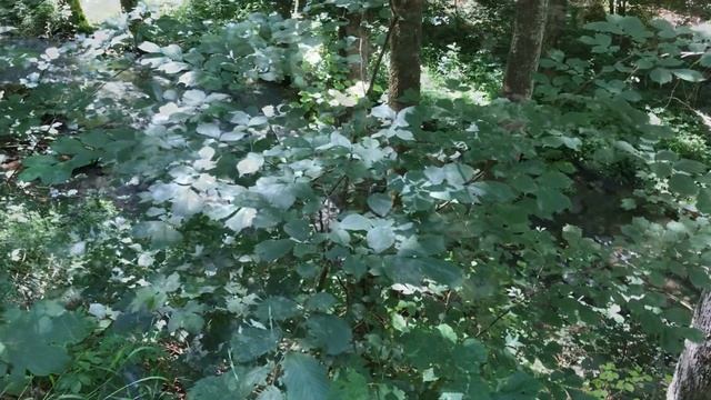 Pottenstein / Germany/ Bavaria// Поттенштайн. Франконская Швейцария. Германия (1) 2020