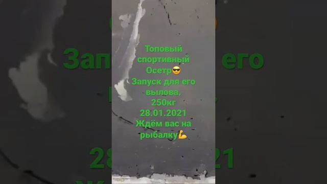 Запуск осетра.Рыбалка Добрый Клев Юсупово.Ждёт вас в гости. https://vk.com/club208040122 смотреть онлайн